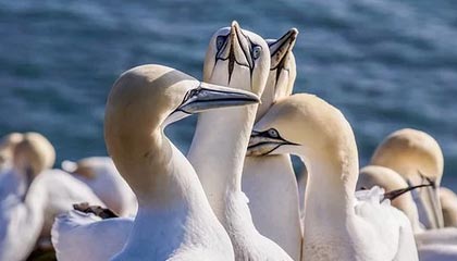 爱游戏游戏平台-IG新赛季启用双打野战术，追求多变节奏，ig首发打野