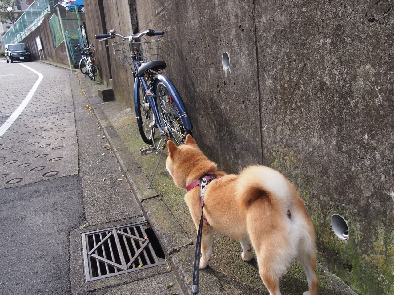 日本奥运队球员技术细腻,日本奥运会参赛队员
