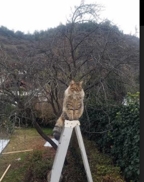 法国队3场比赛打进1球,创下奥运最差纪录,法国队 奥运会