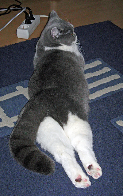 爱游戏官方-莱万个人第205球，德甲史上第一射手继续领跑，莱万的德甲纪录