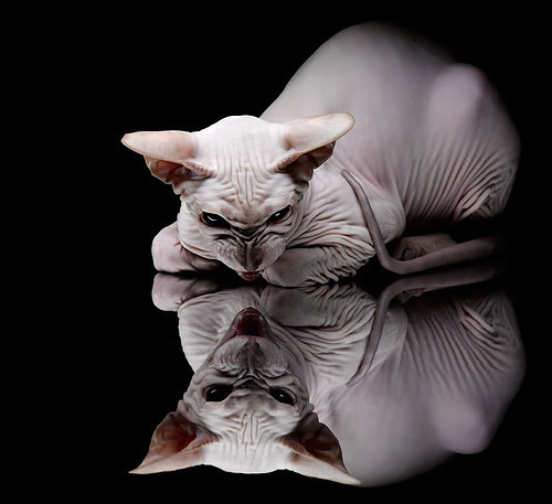 上海上港前锋受伤,对球队目标形成威胁,上港 前锋