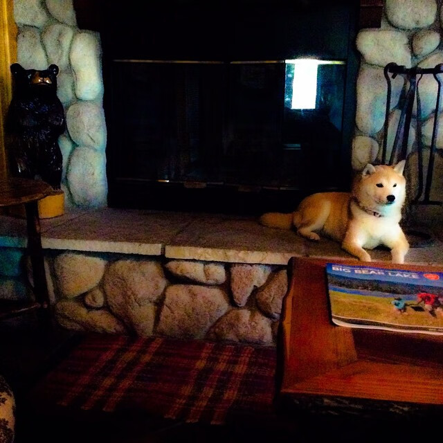 上海申花球员展现超群实力，获得赞誉，上海申花队近况