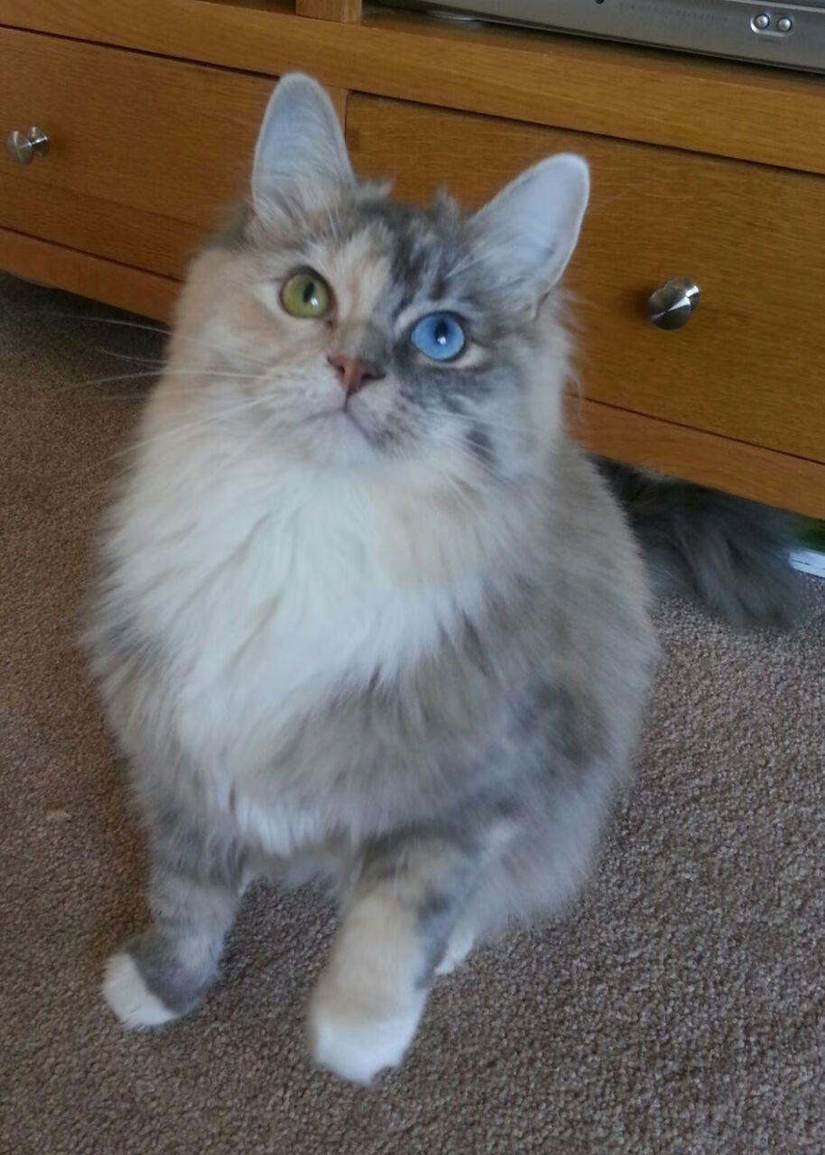 卡拉格预言曼联将夺英超冠军，真实性如何？，曼联卡神