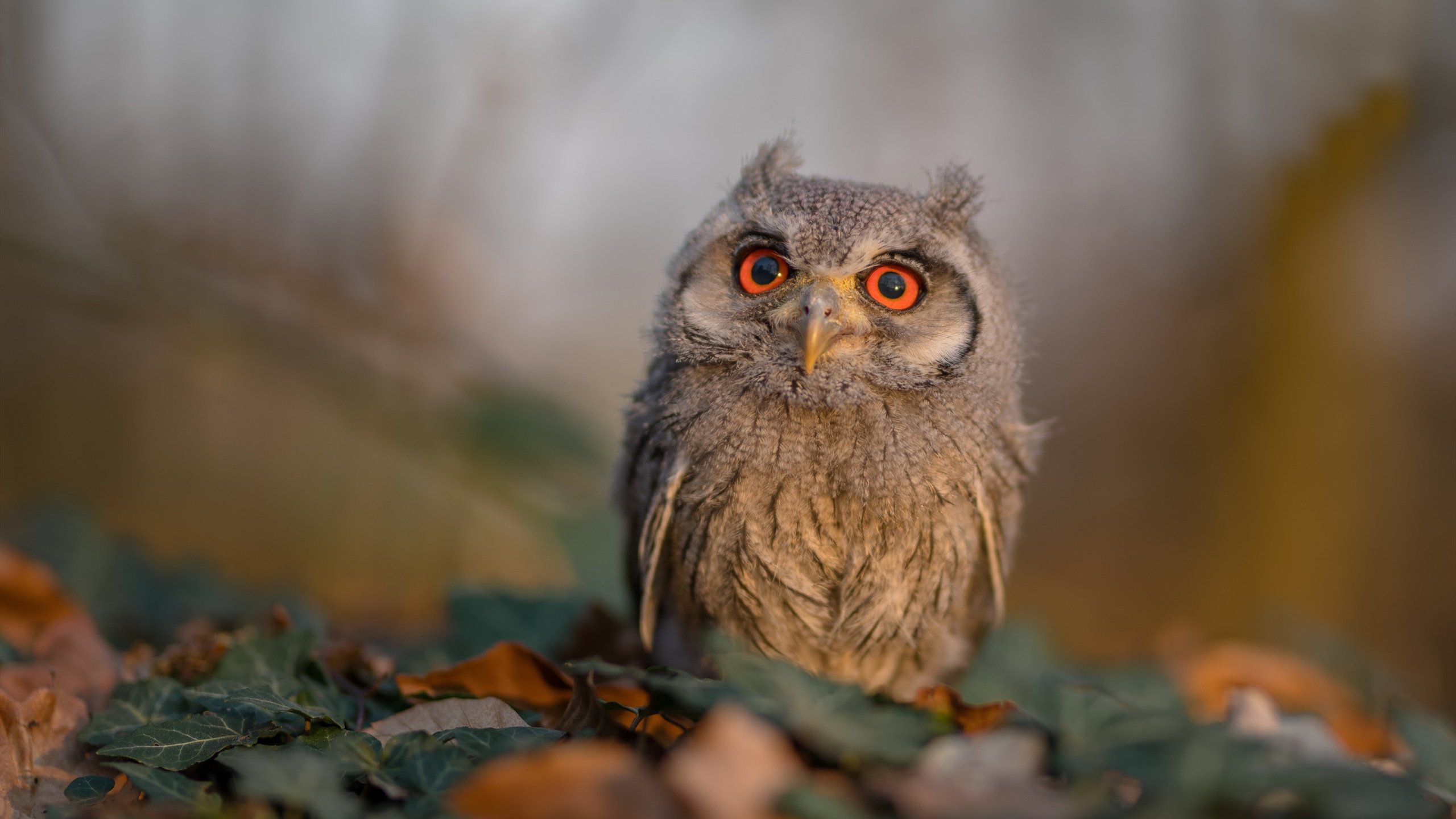 摩纳哥客场大胜马德里竞技,晋级欧冠八强,摩纳哥欧冠亚军主力阵容