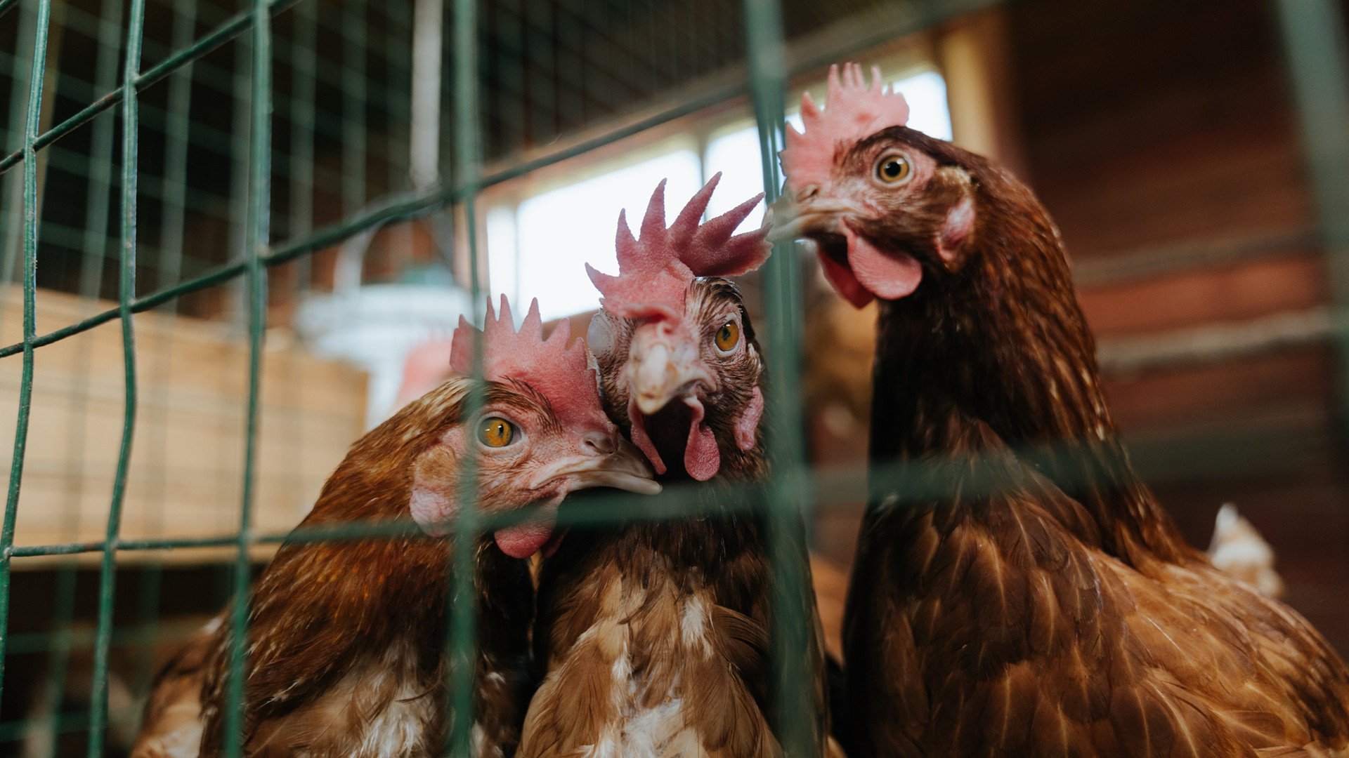 摩纳哥客场大胜马德里竞技,晋级欧冠八强,摩纳哥欧冠亚军主力阵容