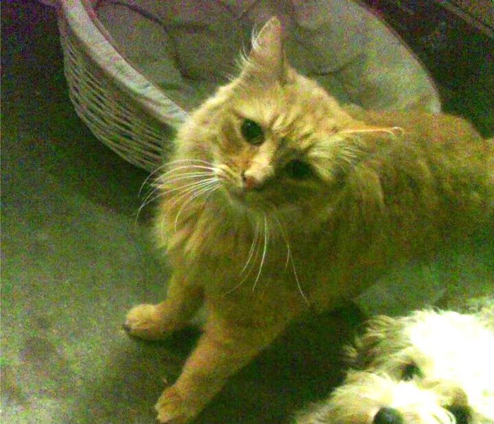 NBA赛季三分球趋势分析，nba2021赛季三分球