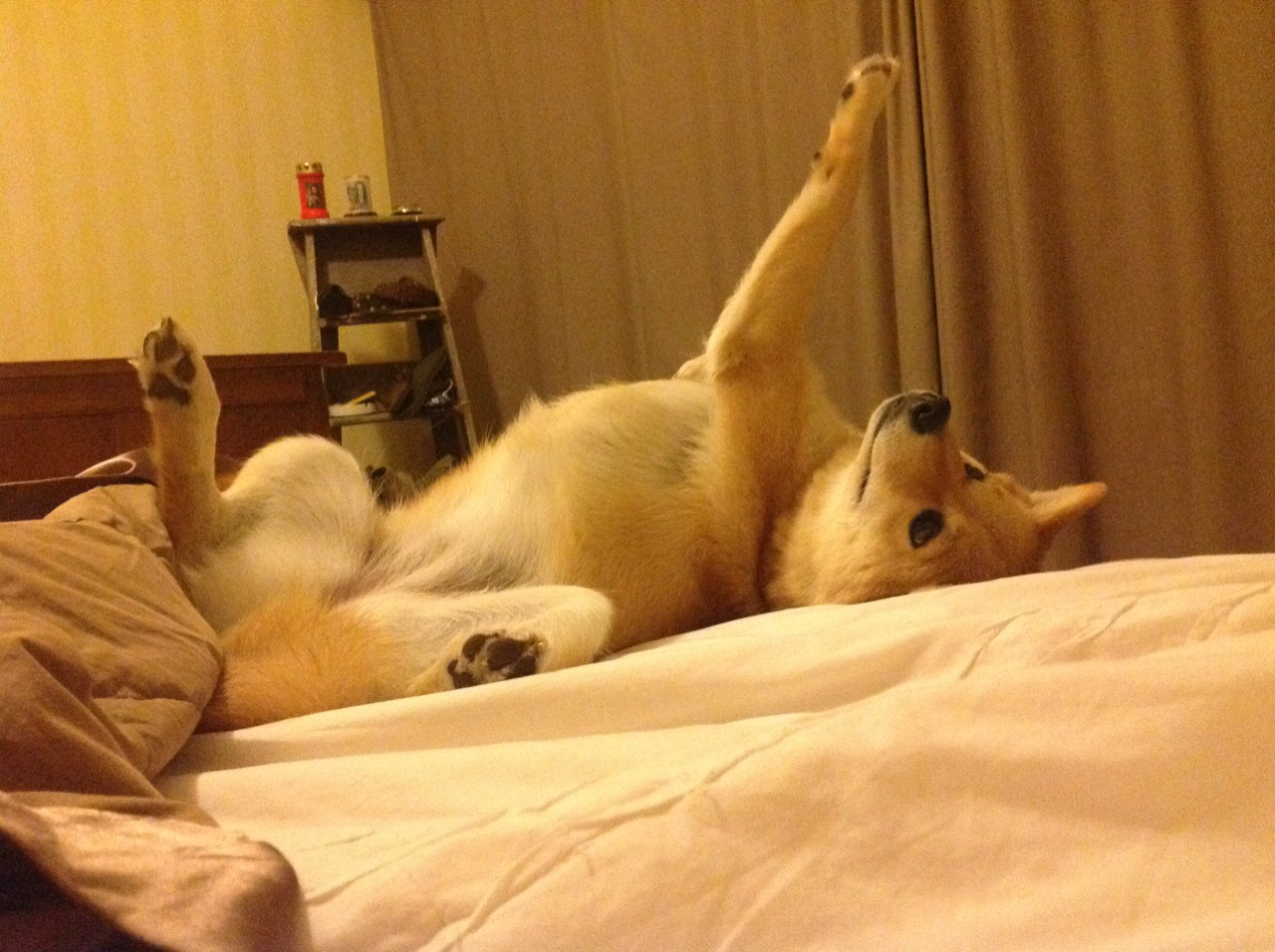 德甲火热开踢:拜仁慕尼黑持续领跑积分榜,拜仁慕尼黑德国队