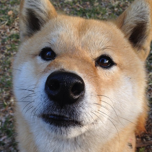 法甲球队通过多维跑动数据优化防守转移效率分析