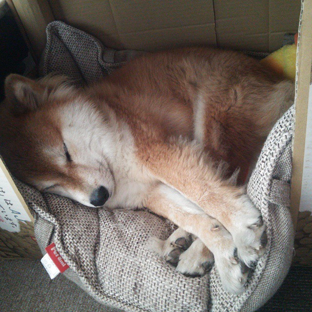 篮球专项动作捕捉技术创新及应用实践，篮球抓拍技巧