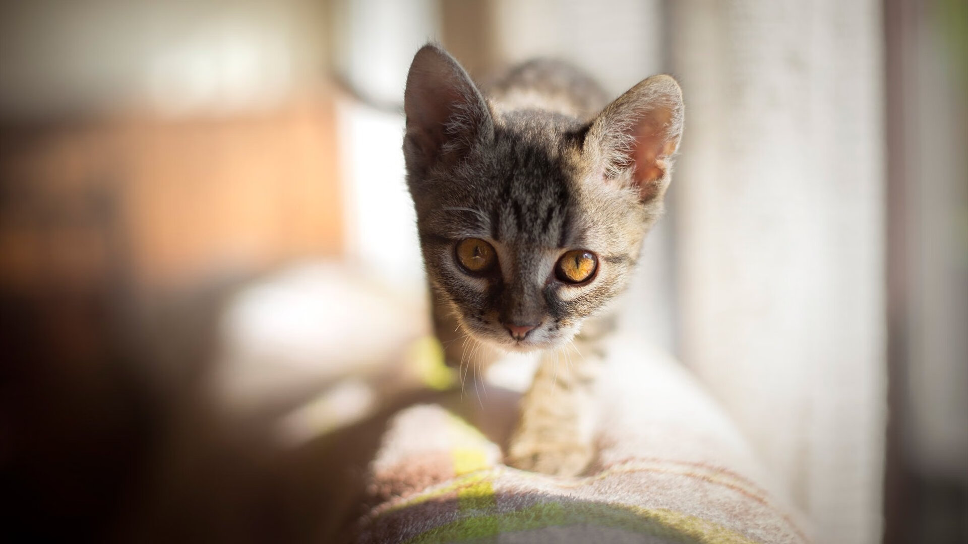 国际米兰高位拦截有效破坏对手节奏,国际米兰高层